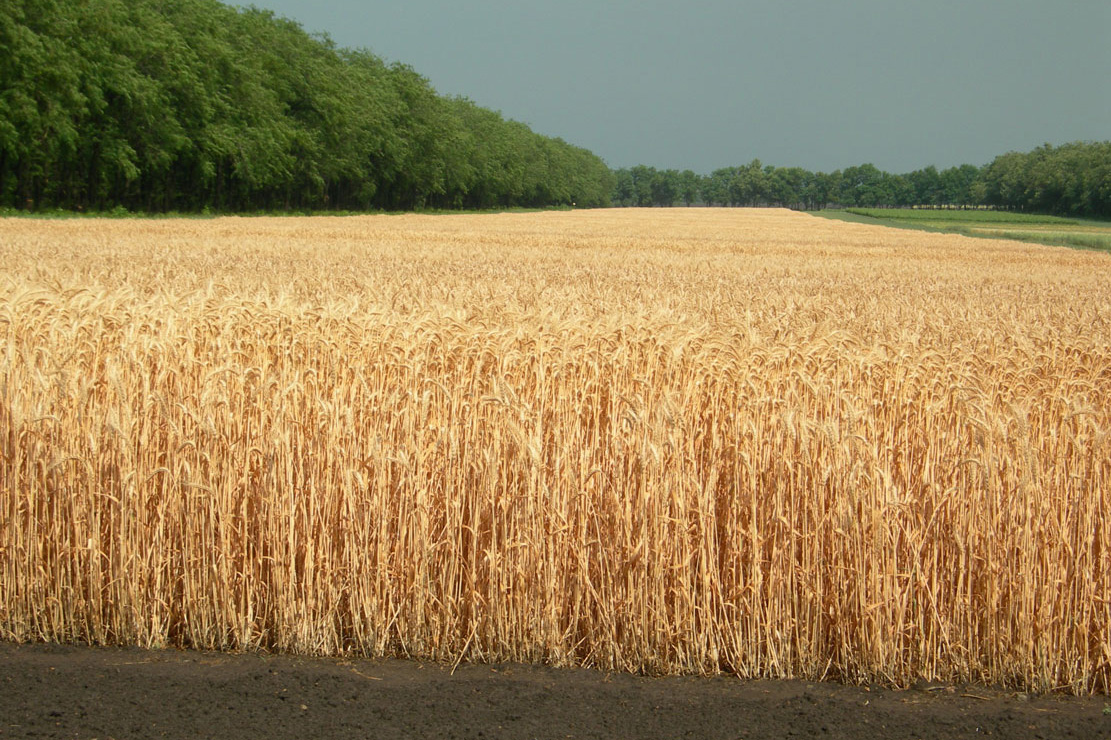 <span></span>   ,  